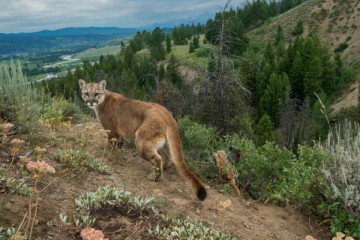 Le puma de l'est américain est officiellement une espèce éteinte